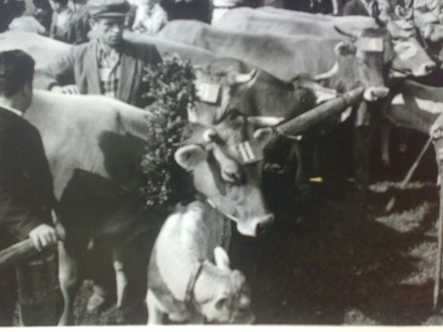 Zgodovina Izlak 15